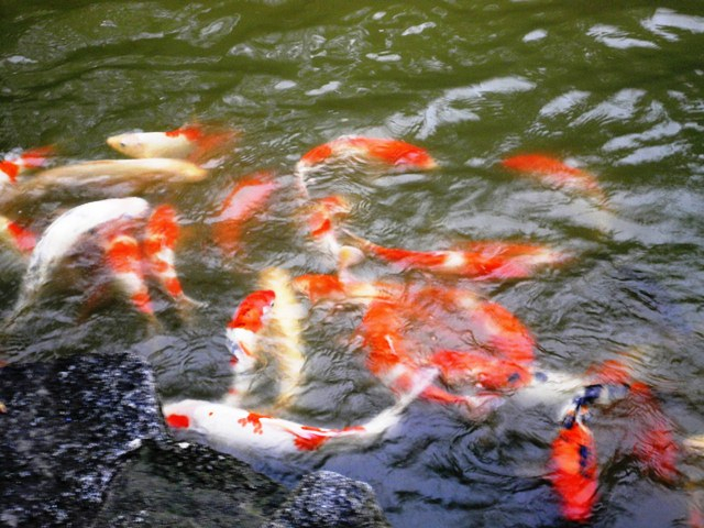 Koi Koi