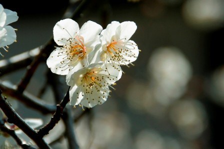 Ume2 Ume2