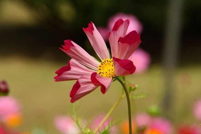 Cosmos Cosmos