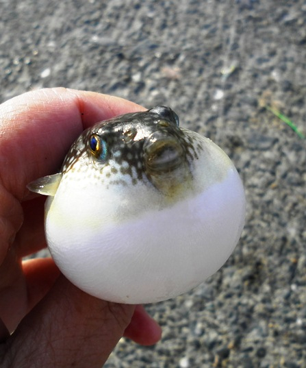 Fugu1 Fugu1